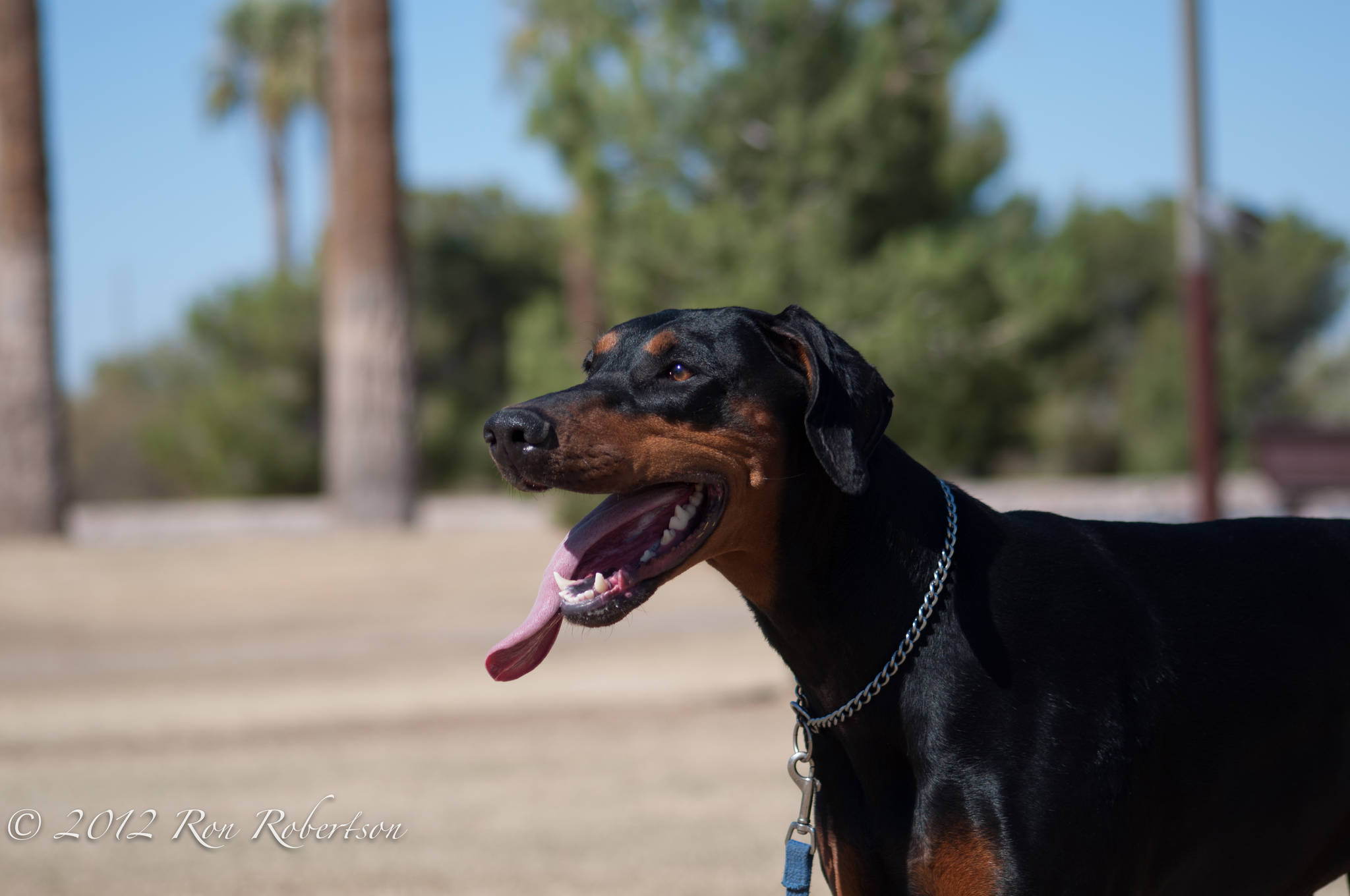 - dhdr-fosters-belle-sedona-brandy-spice-aroura-7370