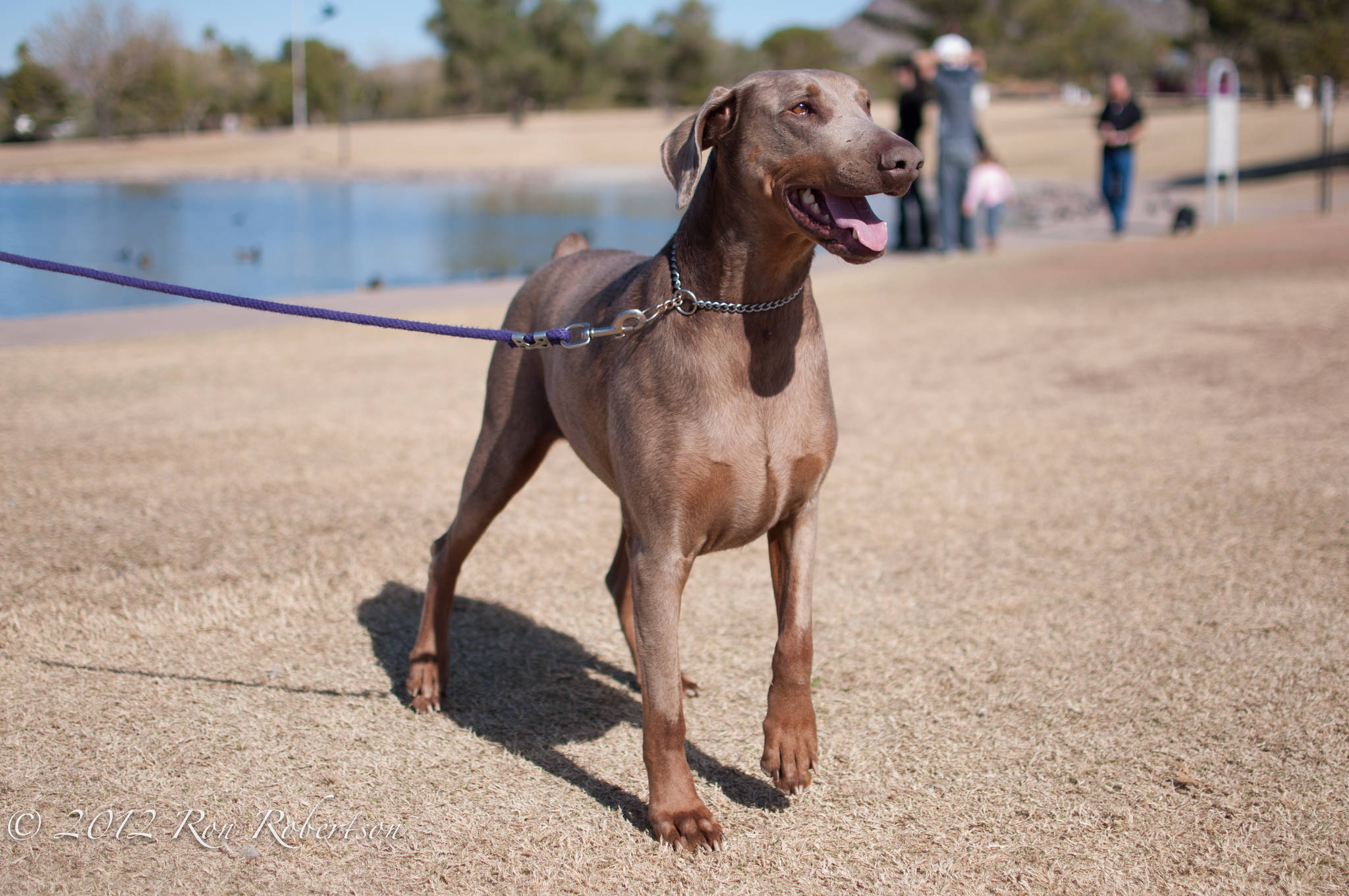 - dhdr-fosters-belle-sedona-brandy-spice-aroura-7168