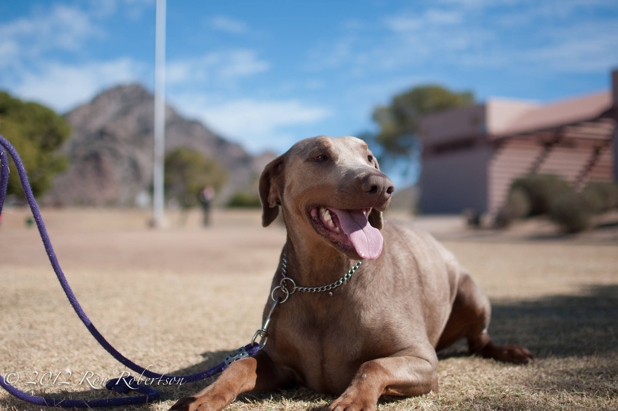 - dhdr-fosters-belle-sedona-brandy-spice-aroura-7213
