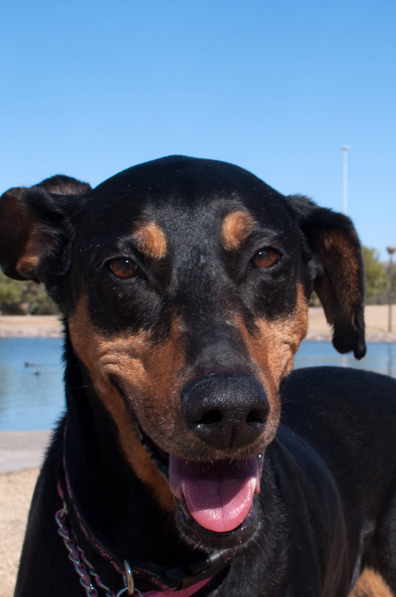 - dhdr-fosters-belle-sedona-brandy-spice-aroura-7109