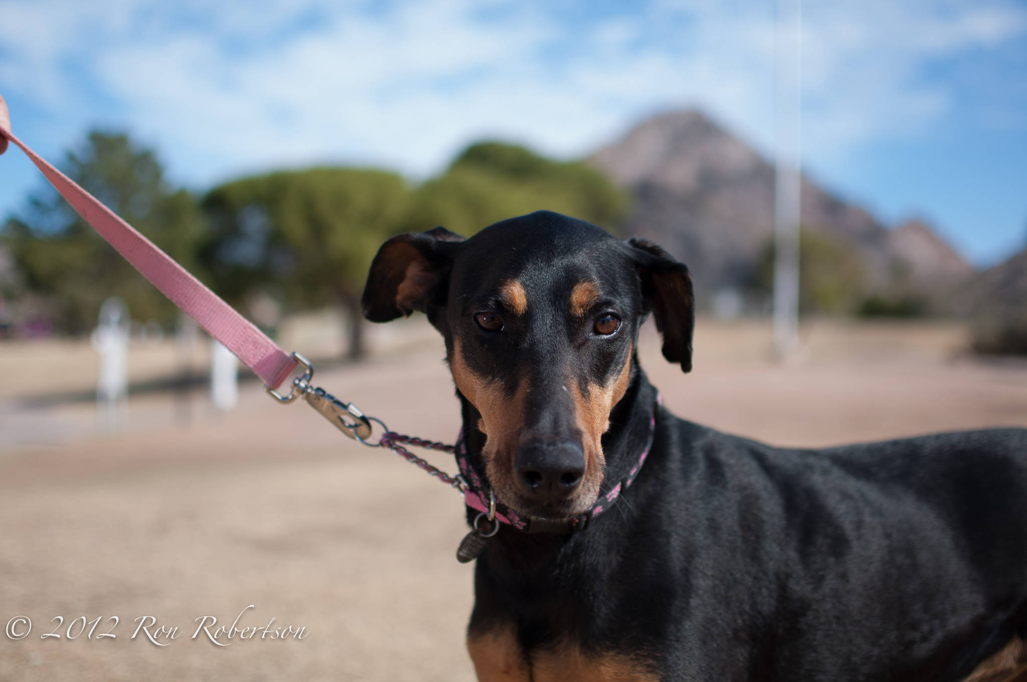 - dhdr-fosters-belle-sedona-brandy-spice-aroura-7145