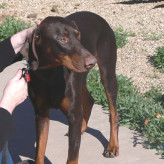 Beau (Koa)