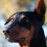 Rufus (aka Bear)