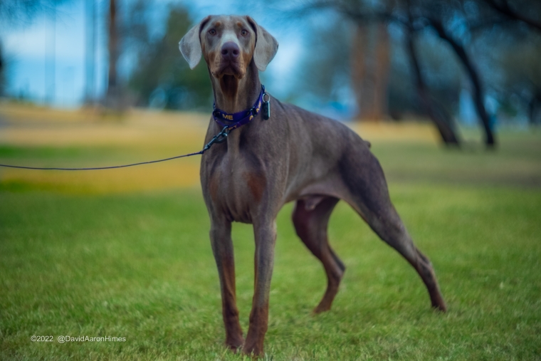 Deebo_006