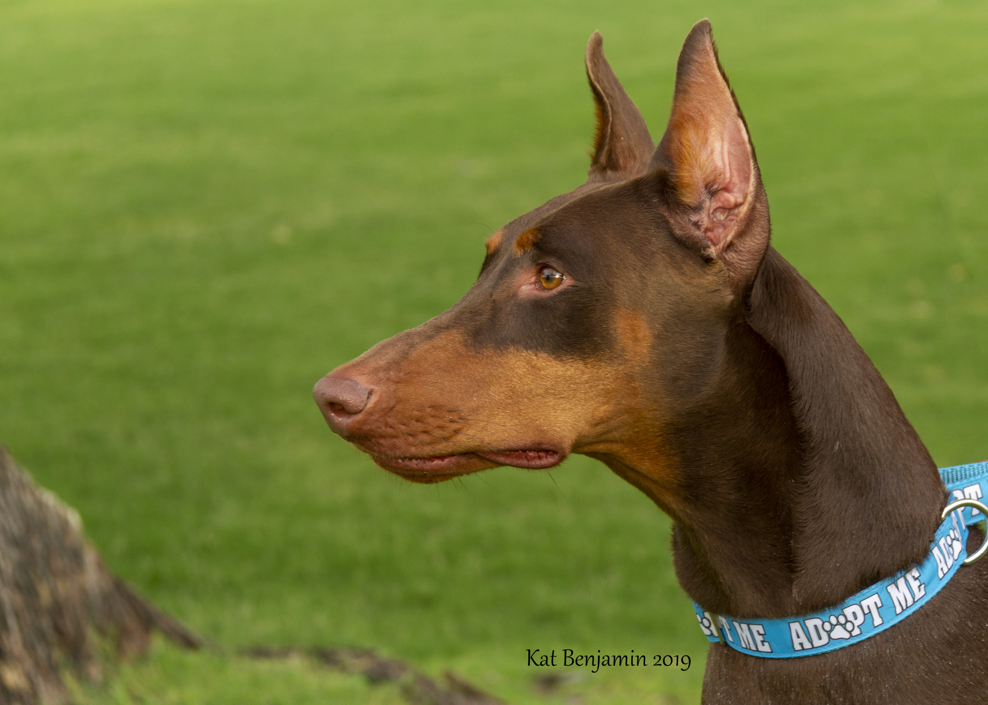 sweet home doberman rescue