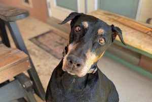 Random image: Adopt Doberman Chanel