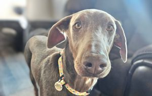 Random image: Adopt Doberman Penni