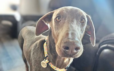 Penni – Coming Soon!