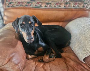 Random image: Adopt Doberman Lucy