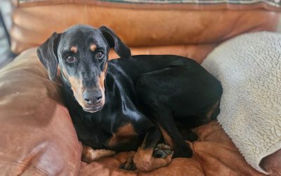 Lucy – Coming Soon!