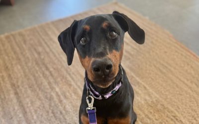 Lucy – Coming Soon!
