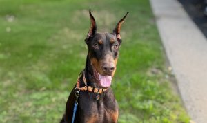 Random image: Adopt Doberman Rudy Root Beer