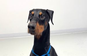 Random image: Adopt Doberman Bunchy