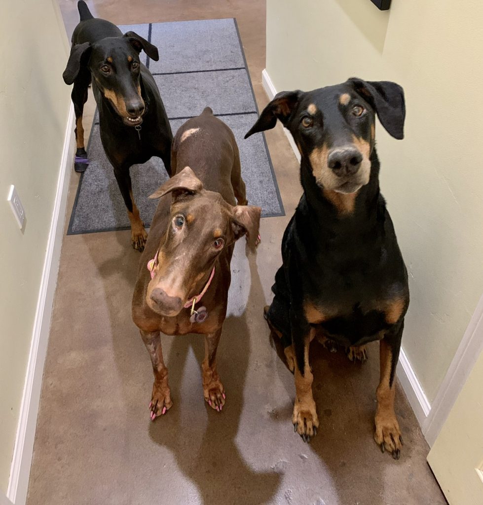 Doberman DCM Dilated Cardiomyopathy Desert Harbor Doberman Rescue