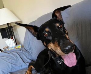 Random image: Adopt Doberman Honey