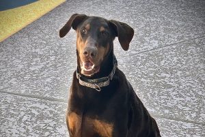 Random image: Adopt Doberman Hanzo