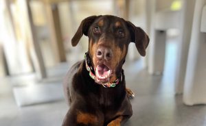 Random image: Adopt Doberman Hanzo
