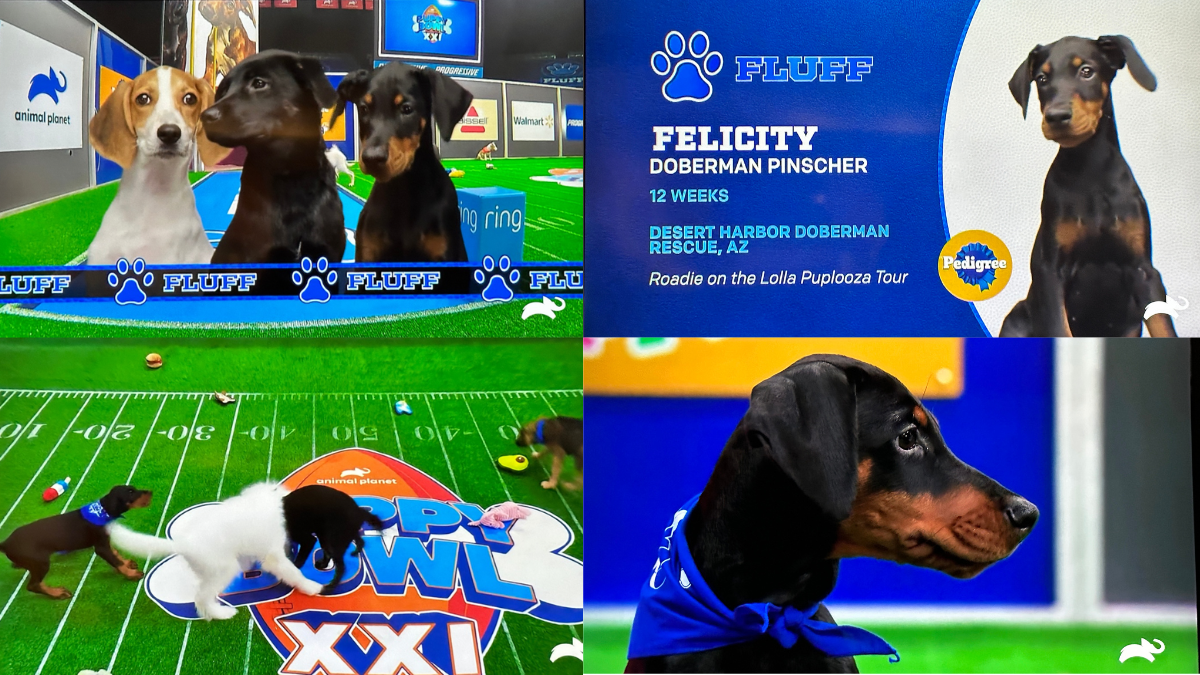 DHDR Live on Puppy Bowl