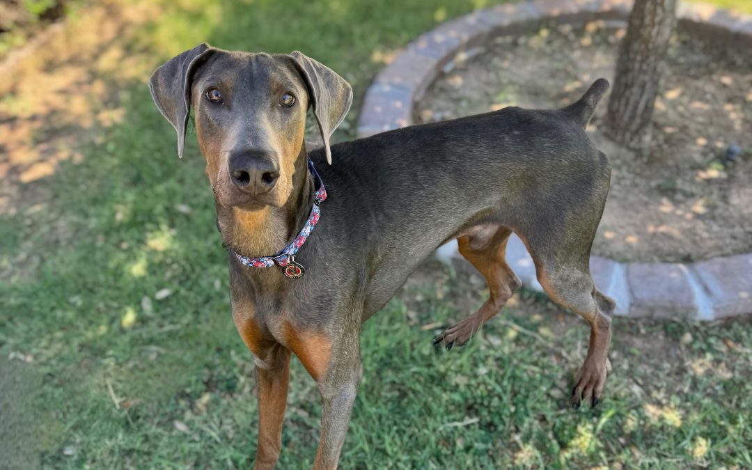 Archie Winston