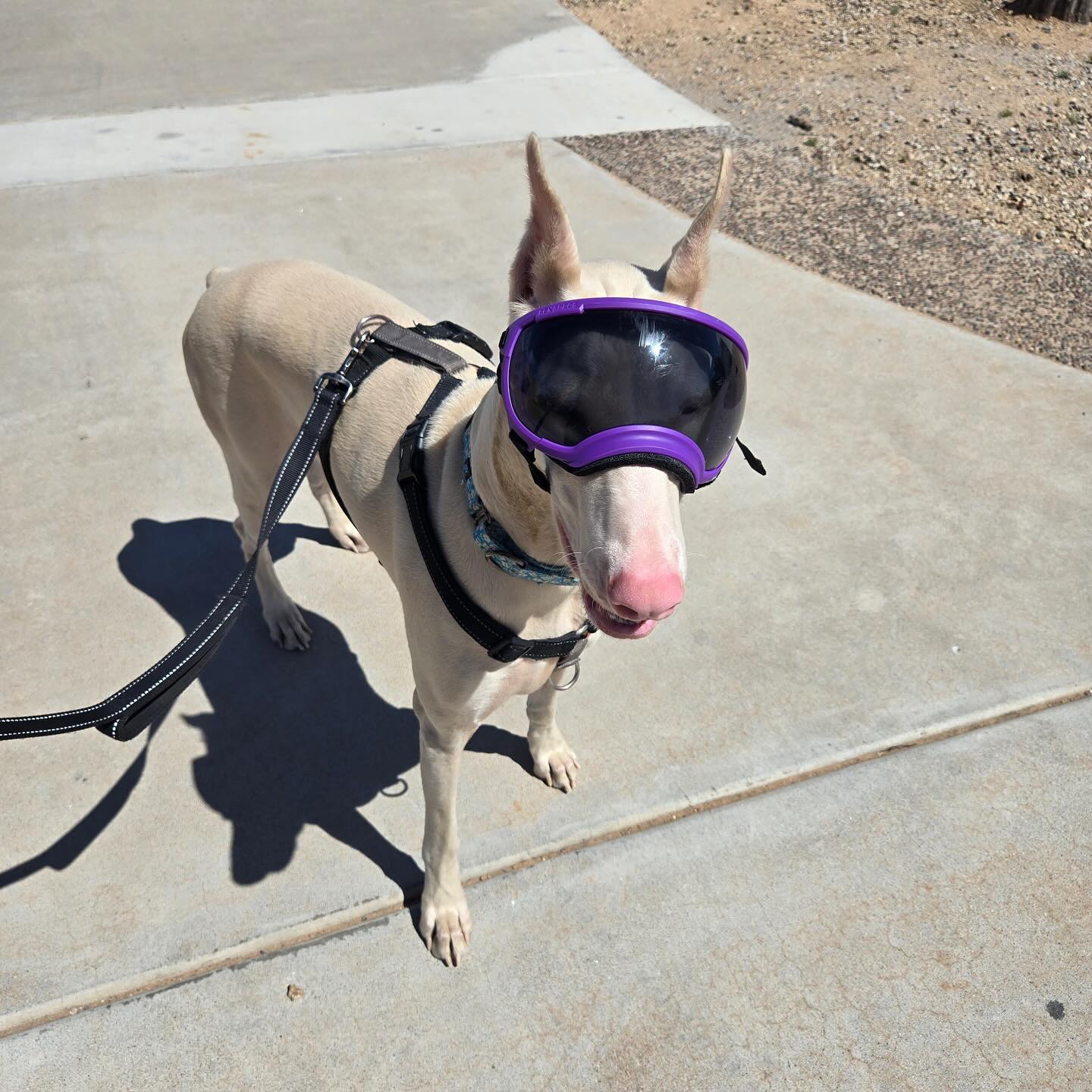 Snow Albino Doberman with Goggles