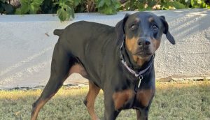 Random image: Adopt Doberman Lucy