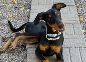 Random image: Adopt Doberman Kida