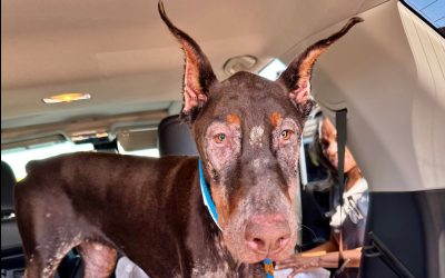 Rudy – Recovering Medically