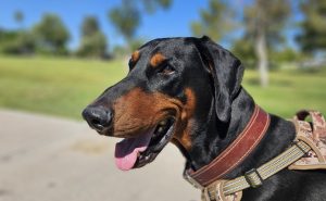 Random image: Adopt Doberman Clause