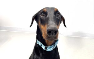 Random image: Adopt Doberman Arlene