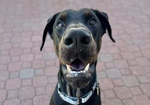 Random image: Adopt Doberman Zuko