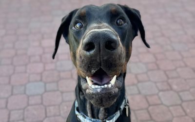 Zuko – Coming Soon!