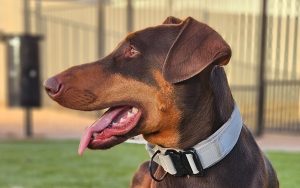 Random image: Adopt Doberman Horus