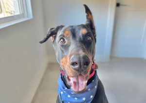 Random image: Adopt Doberman Samsun