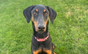 Random image: Adopt Doberman Luna Miel