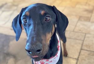 Random image: Adopt Doberman Luna Miel