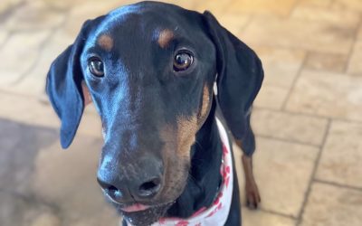 Luna Miel – Coming Soon!