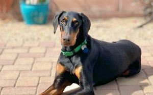 Random image: Adopt Doberman Tuckerr