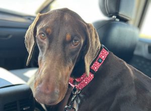 Random image: Adopt Doberman Rilee