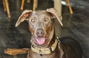 Random image: Adopt Doberman Penni