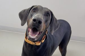 Random image: Adopt Doberman Ruth