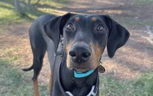 Random image: Adopt Doberman Katana