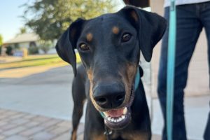 Random image: Adopt Doberman Katana