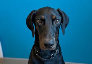 Random image: Adopt Doberman Domingo