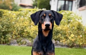 Random image: Adopt Doberman SK