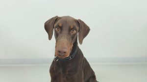 Random image: Adopt Doberman Cocoa