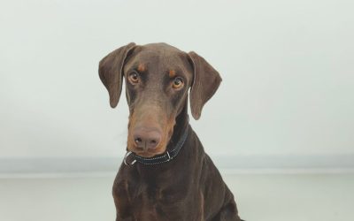 Cocoa