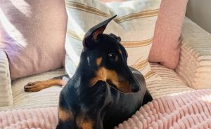 Random image: Adopt Doberman Gabi