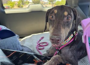 Random image: Adopt Doberman Godiva