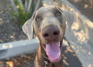 Random image: Adopt Doberman Miloh