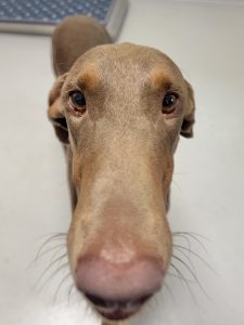 Random image: Adopt Doberman Nutella